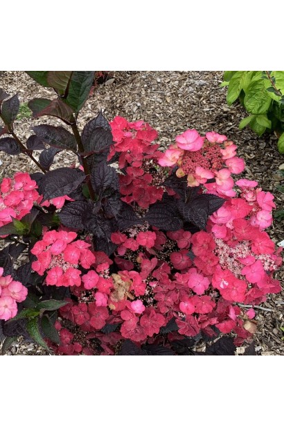 Кущ гортензії з багатими рожевими квітами та насиченим бордовим листям. 